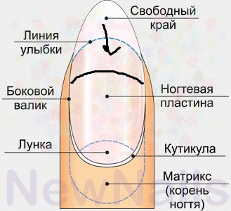 ?showitem45923 - проекты домов и Структура ногтя