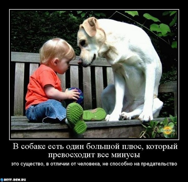 Статусы для детей про собак Статусы для детей про собак