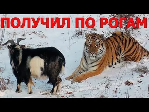 Сценарий амур и ко Сценарий амур и ко