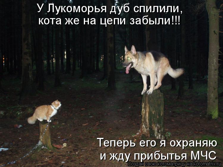 Стих лукоморье дуб срубили кота на мясо зарубили Стих лукоморье дуб срубили кота на мясо зарубили