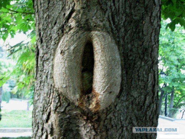 Как сделать дупло из дерево Как сделать дупло из дерево
