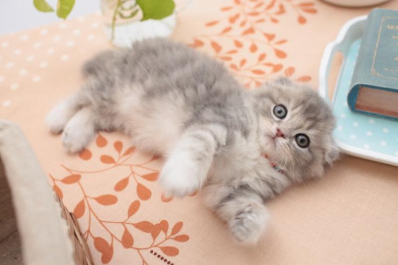 Подарили котенка вислоухого котенка Подарили котенка вислоухого котенка