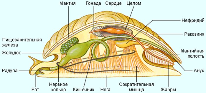 Как связано строение моллюсков с их образом жизни Как связано строение моллюсков с их образом
