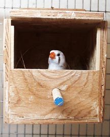 Дуплянка для амадинов своими руками Дуплянка для амадинов своими руками