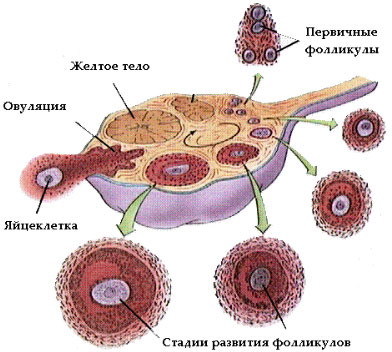 Почему яйцеклетка созревает не каждый месяц Почему яйцеклетка созревает не каждый месяц