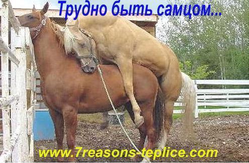 бабы с лошадиными хуями на телефон №810819 бабы с лошадиными хуями № 810818 скачать