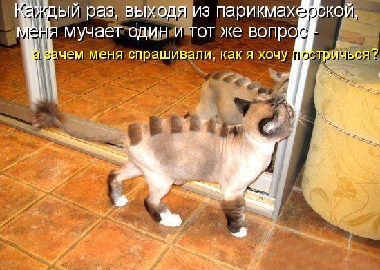 Что дать кошке в домашних условиях чтобы не просила кота Что дать кошке в домашних условиях чтобы