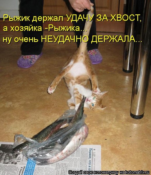 Почему нельзя дергать за хвост кота Почему нельзя дергать за хвост кота