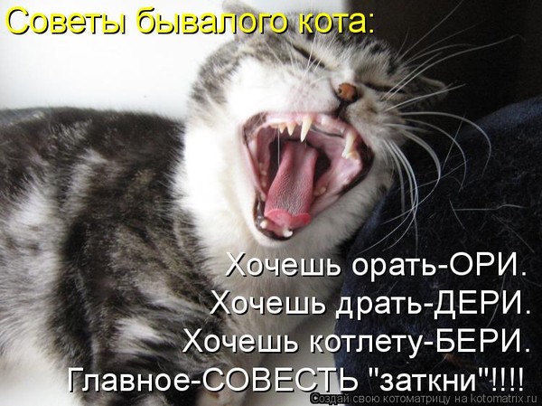 Почему кот орёт постоянно кастрированный Почему кот орёт постоянно кастрированный