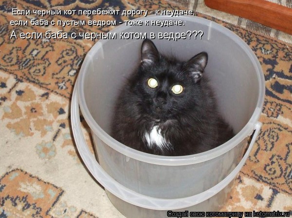 Черная кошка почему плохая примета Черная кошка почему плохая примета
