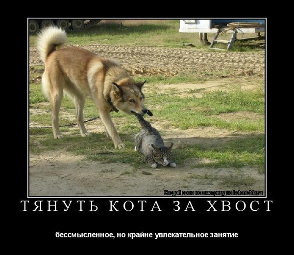 Почему нельзя дергать за хвост кота Почему нельзя дергать за хвост кота
