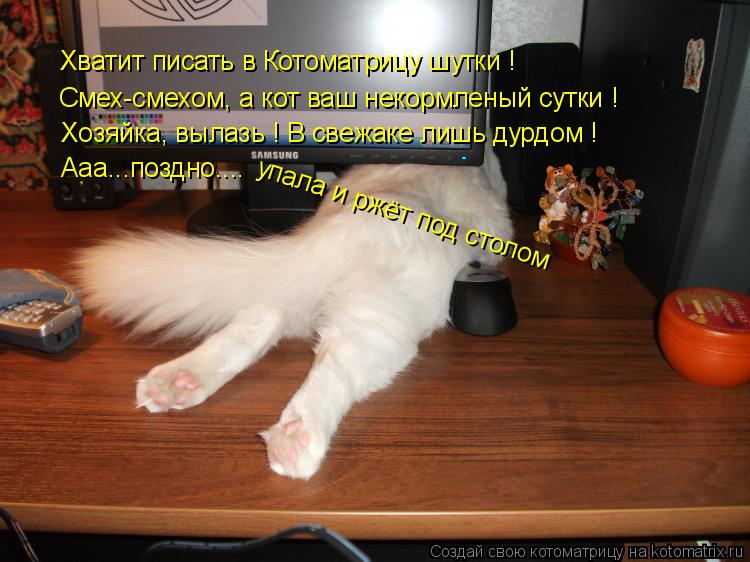 Анекдот кот ночью Анекдот кот ночью