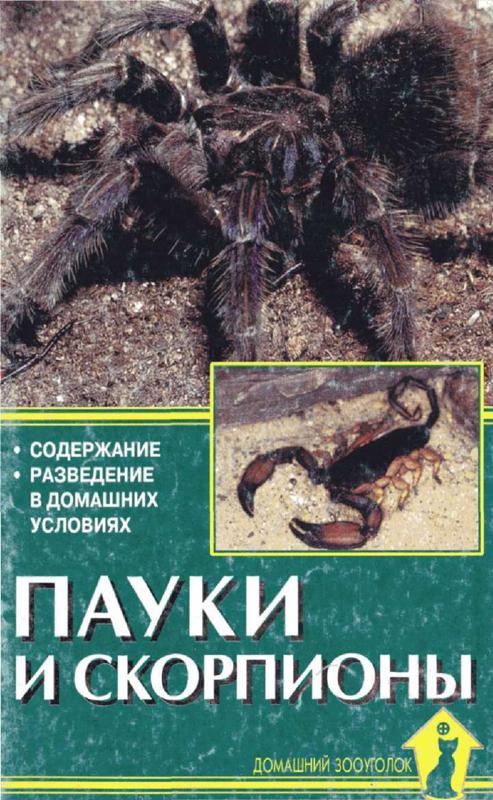 Разведение пауков домашних условиях Разведение пауков домашних условиях