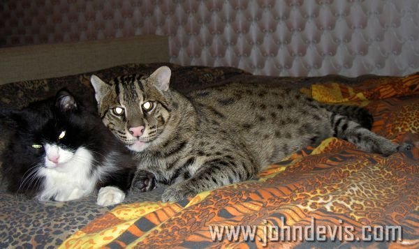 Кот рыболов домашних условиях