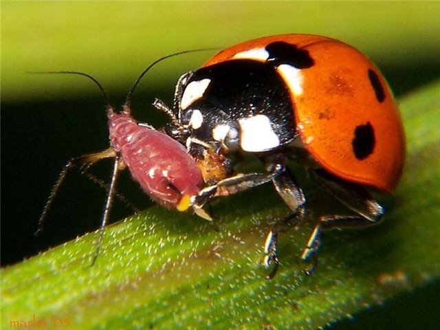 У божьей коровки есть зубы У божьей коровки есть зубы