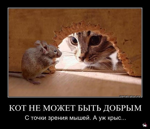 19 уютных подарков для настоящих ценителей комфорта и заядлых домоседов Цитаты про крыс