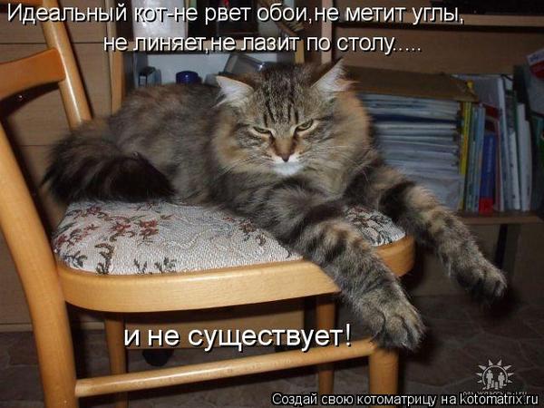 Как сделать что бы кот не метил Как сделать что бы кот не метил