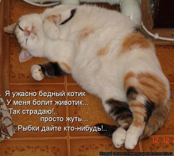 Болит живот у кота что делать в домашних условиях Болит живот у кота что делать в домашних условиях
