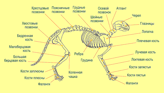 Коты хвост позвоночника Коты хвост позвоночника