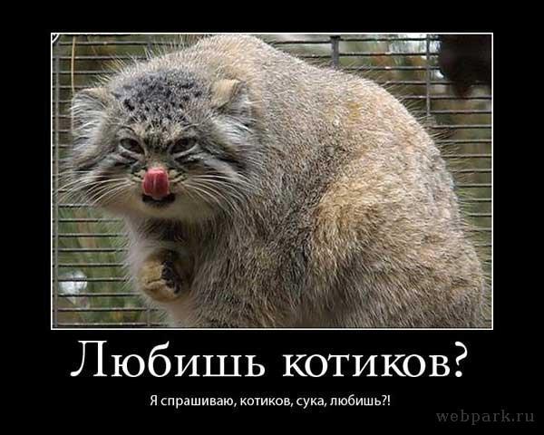 Ответы@Mail.Ru: У моей бабушки ну ОЧЕНЬ злой кот ему почти 2 года. Он ...