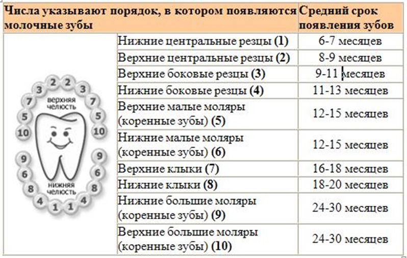 У маленьких детей коренные зубы есть У маленьких детей коренные зубы есть