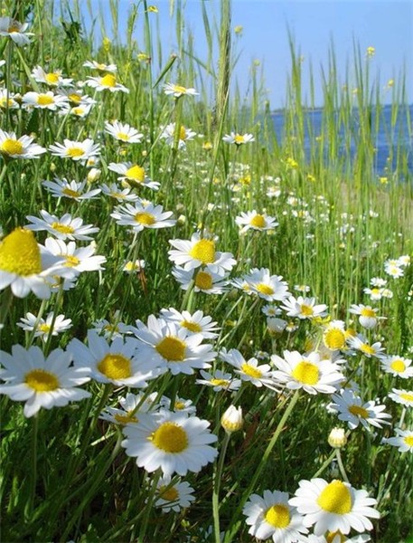 мини платье туфли купить
