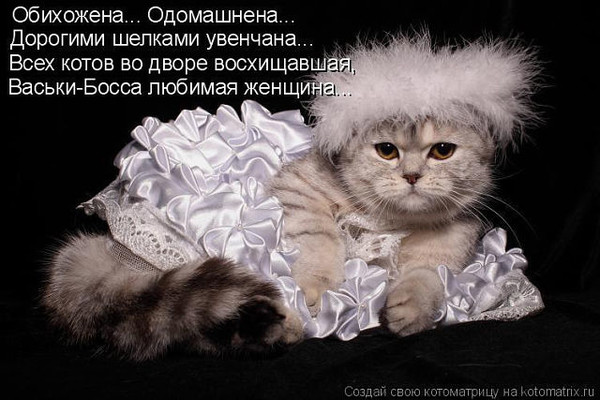 Стих про моего любимого кота Стих про моего любимого кота