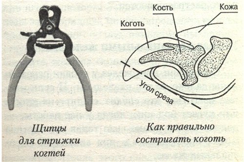Как в домашних условиях подстричь кошке когти