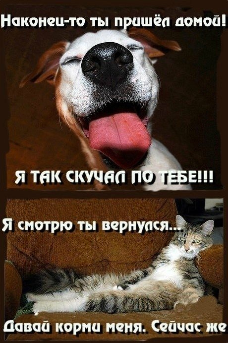 Как кошка с собакой афоризм Как кошка с собакой афоризм