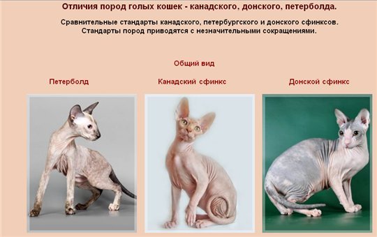 С кем вязать кошку канадского сфинкса С кем вязать кошку канадского сфинкса