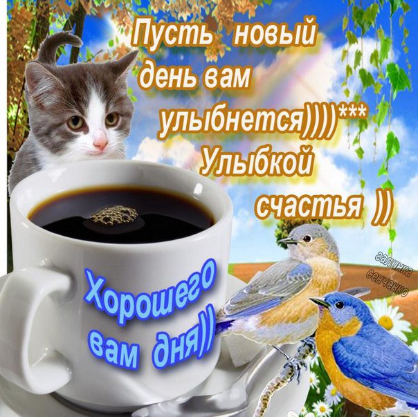 Ролик пожелание хорошего дня Ролик пожелание хорошего дня