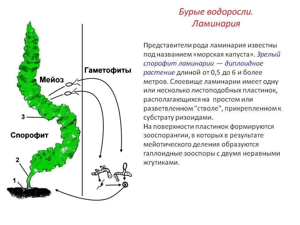 Место редукционного деления у морской капусты связано с Место редукционного деления у морской капусты связано
