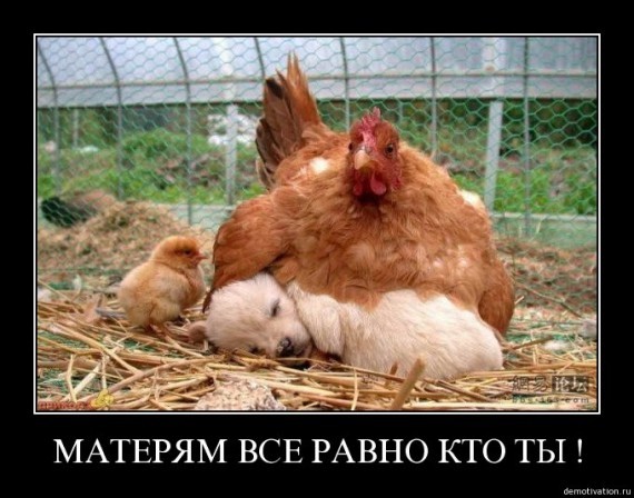 Афоризмы о цыплятах Афоризмы о цыплятах