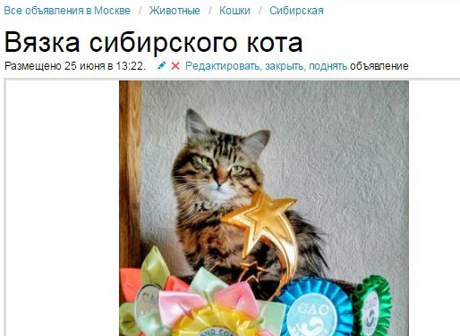 Почему не видно мое объявление на авито Почему не видно мое объявление на авито