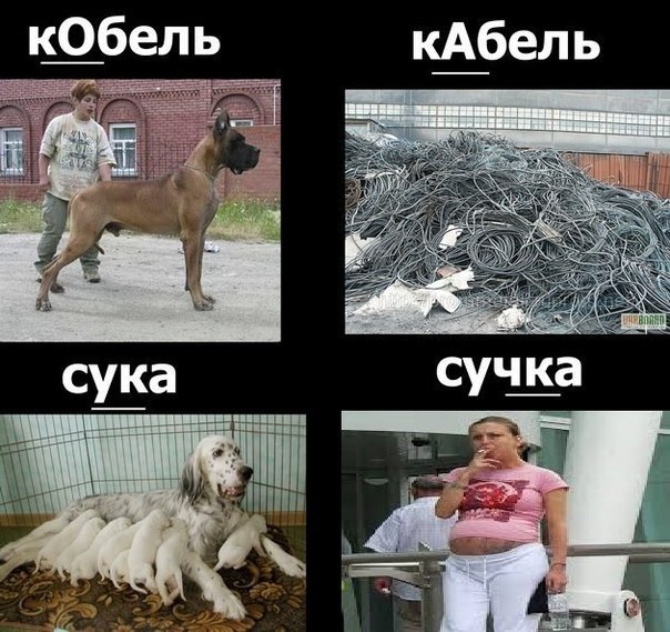 С кем лучше вязать суку С кем лучше вязать суку