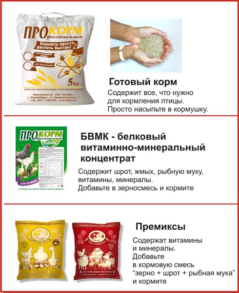 Вырастить индюшат в домашних условиях Вырастить индюшат в домашних условиях