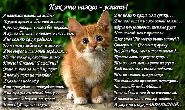 Стих хорошо быть кошкой Стих хорошо быть кошкой