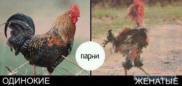 Мужики до свадьбы и после картинка Мужики до свадьбы и после картинка