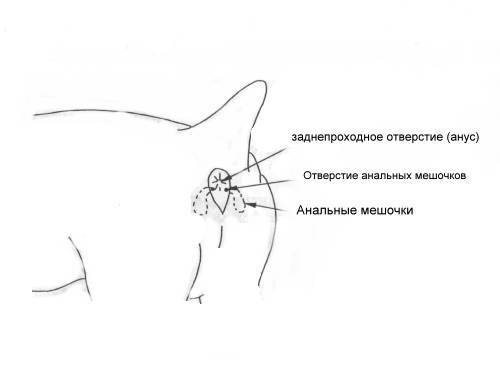 Как лечить воспаление анальных желез у собак Как лечить воспаление анальных желез у собак