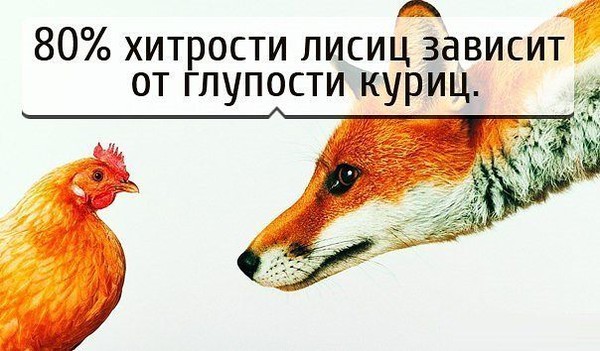Хитрый как лиса цитаты Хитрый как лиса цитаты