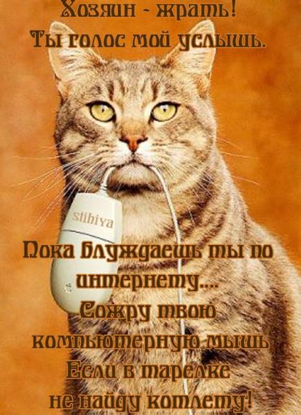 Прикольные стихи к подарку кошка 90