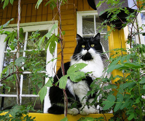 Кошки на дачу Кошки на дачу
