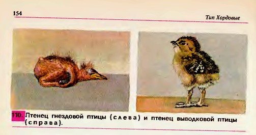 Песня мы уже не птенчики мы птицы скачать