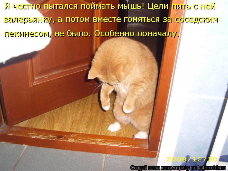 От чего кот ходит как пьяный От чего кот ходит как пьяный