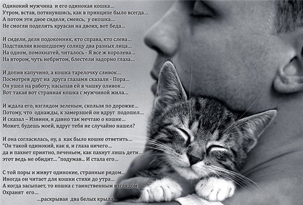 Уродливый стих про кота Уродливый стих про кота