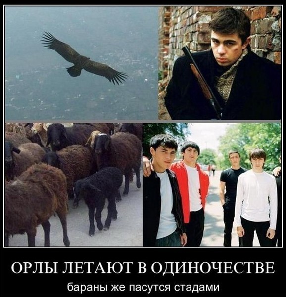 Кавказское поздравление орел Кавказское поздравление орел