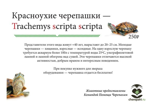 Чем и как кормить красноухую черепаху в домашних условиях водную маленькую Чем и как кормить красноухую черепаху в домашних условиях водную маленькую