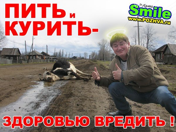 Как засолить скумбрию в домашних условиях вкусно и Как вырастить абрикос из косточки, посадка и уход