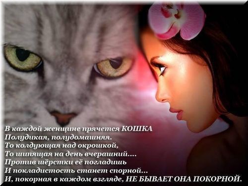 Статусы про котика любимого Статусы про котика любимого