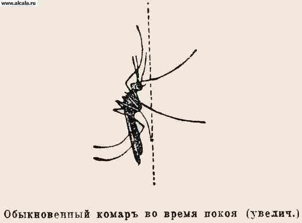 как распознать паразитов в организме человека как распознать паразитов в организме человека
